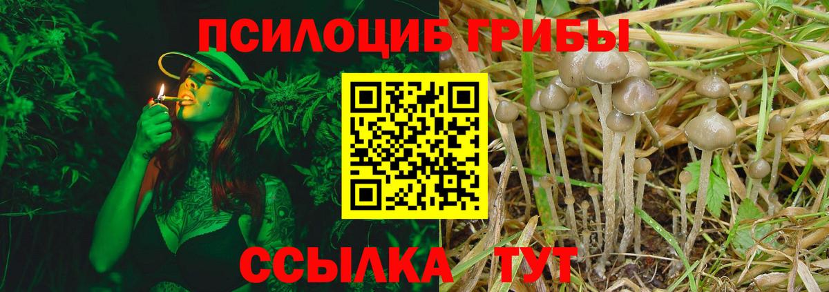 Торжок  Галлюциногенные грибы Cubensis  Вход с VPN 